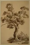Adrian Zingg, BAUMSTUDIE., Feder und Pinsel in Braun auf geripptem Papier