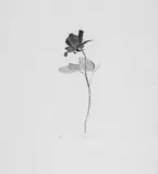 David Hockney, THE ROSE AND THE ROSE STALK, Original-Radierung auf leicht genarbtem handgeschöpften Velin