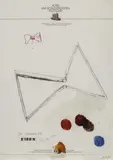 THE CARMONY FLY by Martin Kippenberger, Aquarell, Farbkreide, Kugelschreiber und Bleistift auf dem Briefpapier des Hotel Am Schlossgarten, Stuttgart, sold Nov 2007