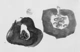 Julius Heinrich Bissier, Schnitt-Durch-Früchte