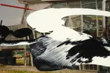 Ohne Titel by Gerhard Richter, Öl über Farbphotographie, sold Jun 2007