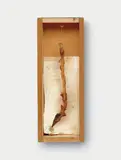 Freitagsobjekt "1 A Gebratene Fischgräte (Hering)" by Joseph Beuys, Fischgräte und Pergamentpapier beschriftet und gestempelt in verglastem Holzkasten, sold Dec 2006