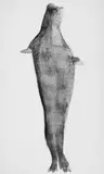 Joseph Beuys, Robbe, 1981, Farblithografie auf Bütten