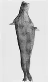 Joseph Beuys, Robbe, Original-Farblithographie auf festem Velin