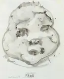 Marlene Dumas, Unclear Fear