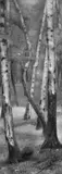 Wilhelm Schmurr, Birkenwald, Öl auf Leinwand