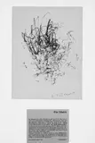 Jean Tinguely, Ohne Titel, Meta-matic Zeichnung: Filzschreiber auf chamoisfarbenem Halbkarton