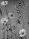 Max Baur, Wiesenblumen, Vintage, Gelatinesilberabzug hochglänzend auf Leonar-Papier