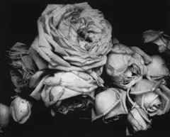 Edward Steichen, Heavy Roses, Voulangis, France, Photogravüre 1981 auf festem Büttenpapier