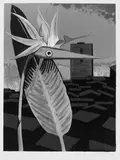 Man Ray, Incompris