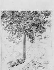 Bernhard Pankok, Maronibaum am Abhang, Bleistift- und Graphitstiftzeichnung, teils gewischt