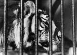 Siegfried Lauterwasser, Zoo Frankfurt