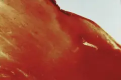 Blood and Semen V by Andres Serrano, Cibachrome-Print, sold Oct 2004