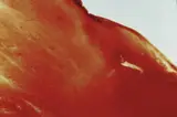 Andres Serrano, Blood and Semen V
