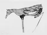Joseph Beuys, Hirschkuh, Original-Farblithographie auf Velin