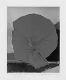 Max Ernst, Rote Blume I, Farblithographie nach dem gleichnamigen Ölgemälde von 1960. Auf Velin