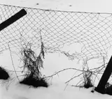 Peter Keetman, Ohne Titel (Drahtzaun im Schnee)