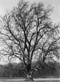 Albert Renger-Patzsch, Baum, Westfalen