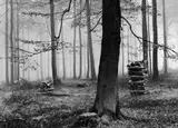 Albert Renger-Patzsch, Buchenwald im Herbst