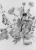 Kürbis by Oskar Kokoschka, Farblithographie nach einem 1944 entstandenen Aquarell, auf Velin, sold May 2003