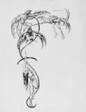 Max Slevogt, Karikatur (Faun und Nymphe). Arabeske (Eine Frau jagt Menschen mit Vogelmasken), 2 Federzeichnungen, davon eine aquarelliert. Auf verschiedenen Zeichenpapieren