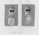 André Thomkins, sprechblase = selbesprach