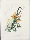 Surrealistic Flowers by Salvador Dalí, Folge von 15 Original-Radierungen mit farbiger Heliogravüre auf schwerem Arches-Velin um, sold Dec 2002