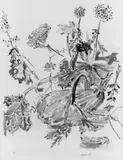 Oskar Kokoschka, Kürbis