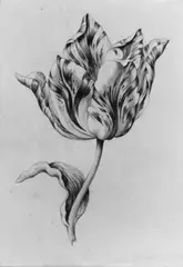zugeschrieben Jacob Marrel, VIER BLÄTTER MIT JE EINER TULPE., Gouachen auf Papier (unter Glas gerahmt)