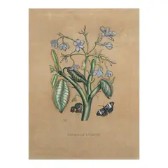 A 19th Century Print, Untitled, handcolored and engraving