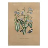 A 19th Century Print, Untitled, handcolored and engraving