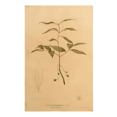 Fray Manuel Blanco, Cinnamomum Burmanni- Blume. Var. Chinense -D.C, print