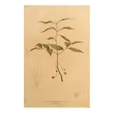 Fray Manuel Blanco, Cinnamomum Burmanni- Blume. Var. Chinense -D.C, print