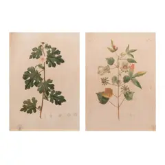 A Pair of Blanco Prints by Fr. Francisco M. Blanco, b.stamped (lower right)<br /> print<br /> 14" x 10" (36 cm x 25 cm), sold Oct 2024