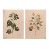 Fr. Francisco M. Blanco, A Pair of Blanco Prints, b.stamped (lower right)<br /> print<br /> 14" x 10" (36 cm x 25 cm)