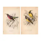 William Jardine, A lot of 2 engravings with original handcoloring entitled Olive backed Sunbird From Jardine’s The Natural History of Nectariniidae or Sun-birds, a. “Native of Manilla” London, 1864<br /> 6 1/2” x 4” (16 cm x 10 cm)<br /> b. “Native of Philippine Islands”<br /> 6 1/2” x 4” (16 cm x 10 cm)<br />