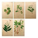 Prints, A Lot of Five Fr. Francisco M. Blanco (1778 - 1845), 17” x 11” (43 cm x 28 cm) each
