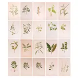 Fr. Francisco M. Blanco, Flora de Filipinas, print, 13 pcs