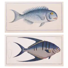 Marcus Elieser Bloch, a) Coryphaena Coerulea (Bleu-Fish) b) Chatodon Glaucus, a) print b) print