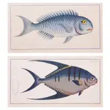 Marcus Elieser Bloch, a) Coryphaena Coerulea (Bleu-Fish) b) Chatodon Glaucus, a) print b) print
