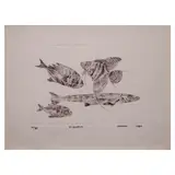 Ibarra dela Rosa, Fishes, print, 27/50