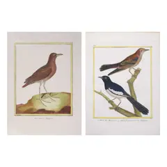 Philippine Brownrail and Robins by François Nicolas Martinet, hand-colored engraving, sold Jul 2021