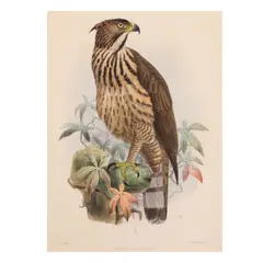 J. Smit Limnaetus, Philippensis (Philippine Hawk Eagle), lithograph with original hand-coloring by J. Smit from the Transactions of the Zoological Society of London, volume 9, 1875.