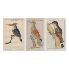 Bernhard Otto, Philippinische Grünspecht, Manillische Specht and Philippinische Eisvogel (Philippine green woodpecker, Manila woodpecker and the Philippine Kingfisher, One lot consisting of 3 copper engravings with original hand-coloring by Bernhard Otto (1745-1835) from Naturgesichte der Vogel or The Natural History of Birds. Berlin, 1788.