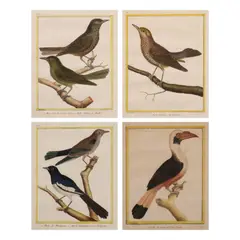 Merle solitaire des Philippines or Philippine Thrush, Femelle de Calais de l’isle de Panay or a Female Panay Hornbill, Merle de Mindanao, Merle Dominiquain de Philippines or Two types of Philippine Robin and Merle de Mindanao, Merle solitaire des Philippines or Philippine Thrush by François Nicolas Martinet, One lot of 4 copper engravings of Philippine birds with original hand-coloring. Paris, ca. 1770:- 1786., sold Jul 2021