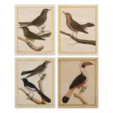François Nicolas Martinet, Merle solitaire des Philippines or Philippine Thrush, Femelle de Calais de l’isle de Panay or a Female Panay Hornbill, Merle de Mindanao, Merle Dominiquain de Philippines or Two types of Philippine Robin and Merle de Mindanao, Merle solitaire des Philippines or Philippine Thrush, One lot of 4 copper engravings of Philippine birds with original hand-coloring. Paris, ca. 1770:- 1786.