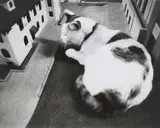 Vito Acconci, No one in the Plaza, 1994, Gelatinesilberabzug