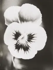 Jochen Lempert, Ohne Titel, 2003, Gelatinesilberabzug
