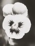 Jochen Lempert, Ohne Titel, 2003, Gelatinesilberabzug