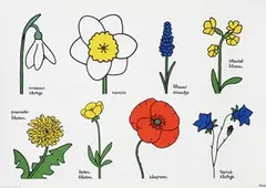 Dick Bruna, (flowers) sneeuwklokje, narcis, blauwdruifje, etc., 1975, poster